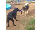 Duke Elliot Labrador Retriever Young Male