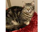 shaggy Domestic Longhair Kitten Male