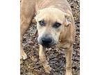 Lola Danforth American Pit Bull Terrier Puppy Female