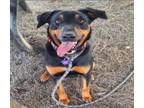 Adopt Scoobie a Doberman Pinscher