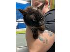 Adopt Sinatraa a Siamese