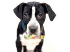 Adopt Maddox a Black Mouth Cur, Mixed Breed