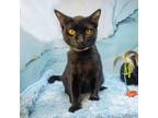 Adopt Fin a Bombay, Domestic Short Hair