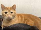 Adopt BOROMIR a Domestic Short Hair