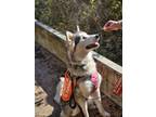 Adopt LUFFY a Alaskan Malamute