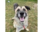 Adopt Hopper (HW+) *in foster* a Anatolian Shepherd, Mixed Breed