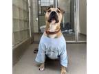 Adopt Elliot a Shar-Pei