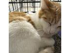 Adopt Tommy a Domestic Short Hair