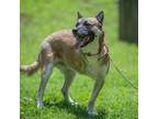 Adopt Nemo a Shepherd, Australian Kelpie