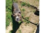 Adopt Sebastien a Boxer, Mixed Breed