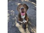Adopt Hank a Labrador Retriever, Pointer