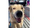 Adopt Six a Golden Retriever, Shepherd
