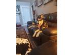 Adopt Maverick a Alaskan Malamute