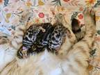 Bengal Kittens Available