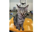 Betsy Domestic Shorthair Kitten Female
