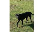 Browne Boxer Puppy Male