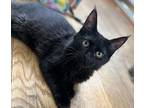 Thisbe C2023 KE in New England Domestic Shorthair Kitten Female
