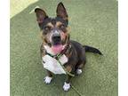 CROUTON American Pit Bull Terrier Adult Male