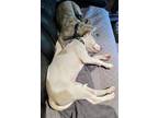 Snap Mixed Breed (Large) Puppy Female