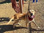 Shotgun Labrador Retriever Adult Male