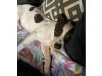 Twinkle Terrier (Unknown Type, Medium) Puppy Female
