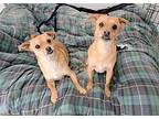 BUBBLES Chihuahua Adult Female