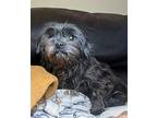 Gabriella Shih Tzu Senior Female