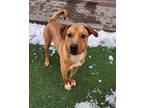 Miko Mixed Breed (Large) Puppy Male
