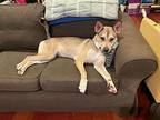 Bambi Husky Adult Female