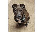 Peanut American Staffordshire Terrier Young Female