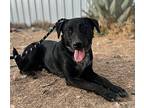Rainey Labrador Retriever Young Female