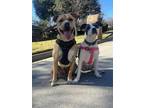 Chicken American Pit Bull Terrier Puppy Female