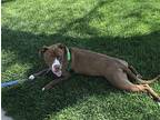 Allie American Staffordshire Terrier Adult Female