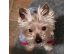 Pepper: medical hold (NY) Yorkie, Yorkshire Terrier Adult Male
