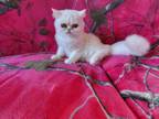 Persian Kitty's Males And Females Available