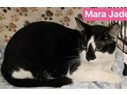 Mara Jade Domestic Shorthair Kitten Female
