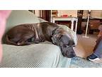 Sammie mommie Labrador Retriever Young Female