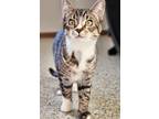 Monster Domestic Shorthair Kitten Male