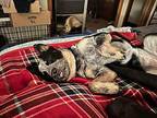 Sophy Australian Cattle Dog Puppy Female