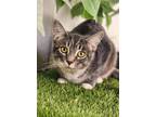 Frenzy Domestic Shorthair Kitten Female