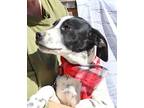 Charlie Pointer Puppy Male