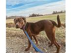 Sugar Labrador Retriever Young Female