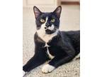 Midnight Domestic Shorthair Kitten Male