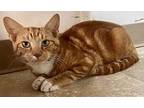 ORANGE CRUSH “OC” Domestic Shorthair Young Male