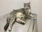 LEVI BELL Domestic Shorthair Young Male