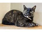 FURRGIE Domestic Shorthair Young Female