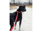Penguin Labrador Retriever Adult Male