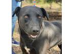 Levi Labrador Retriever Young Male