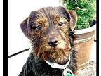 Finn Terrier (Unknown Type, Small) Puppy Male