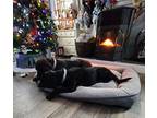 Nova Labrador Retriever Young Female